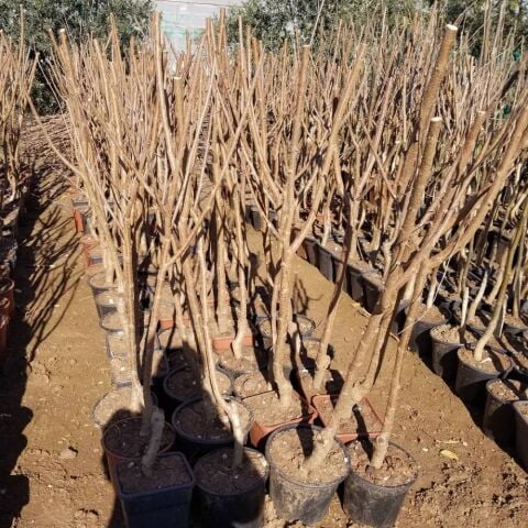 6 Yaş Aşılı Kiraz Fidanı SPRİNG GRASS, Saksıda