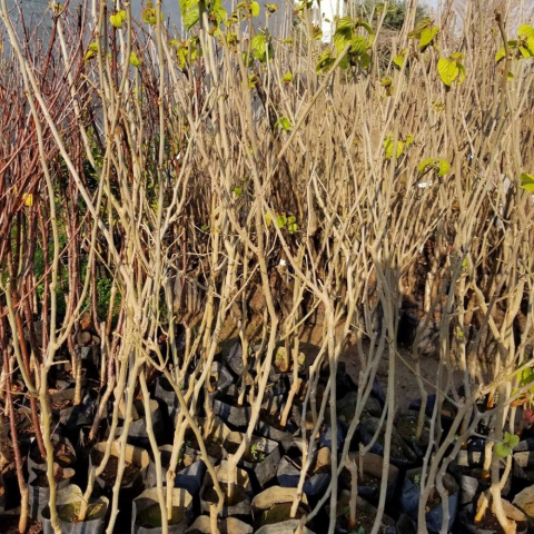 3 Yaş Aşılı Avusturalya Yediveren Karadut Fidanı, Torbada