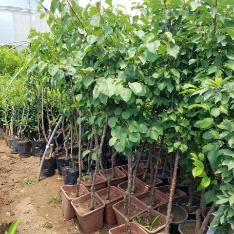 4 Yaş Aşılı Tyrinthe (Tirintine) Kayısı Fidanı, Saksıda