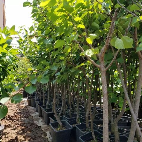 4 Yaş Aşılı Tyrinthe (Tirintine) Kayısı Fidanı, Saksıda