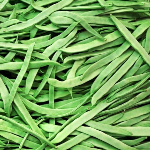 Taze Fasulye Tohumu (Sırık-Geniş) (20 adet)