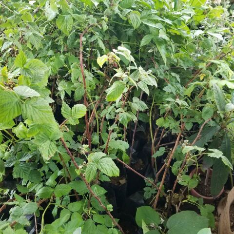 Rubus idaeus L. Yediveren Ahududu Fidanı, Torbada