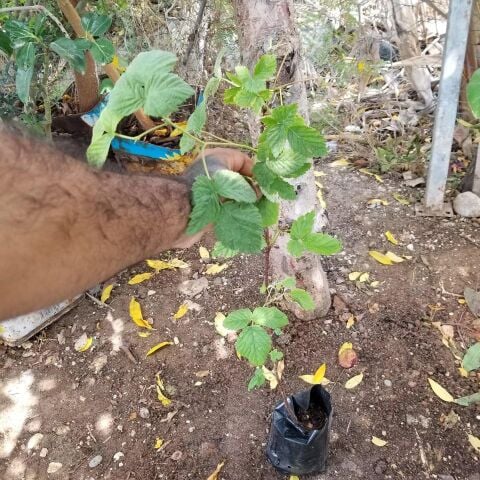 Rubus idaeus L. Yediveren Ahududu Fidanı, Torbada