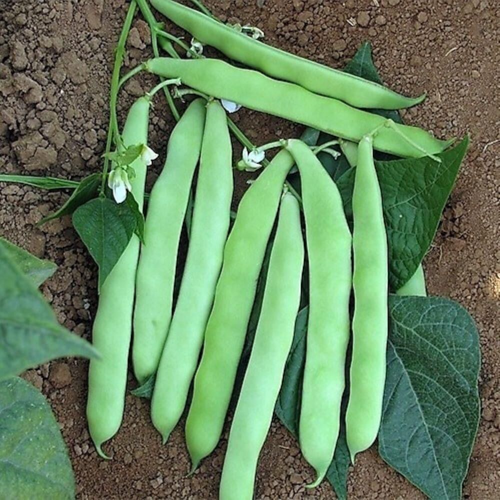 Sarıkız-Kevser Fasulye Tohumu (25 gram)