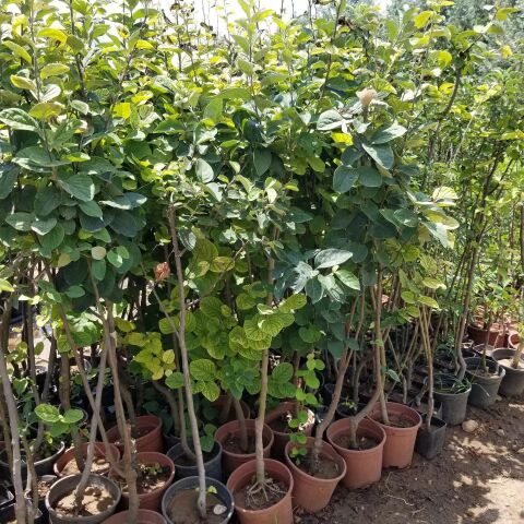 3 Yaş Aşılı Amerikan Ayva Fidanı, Saksıda