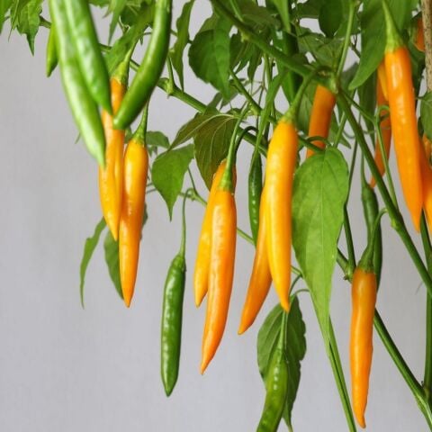 Acı Aji Cito Biber Tohumu (15 adet)