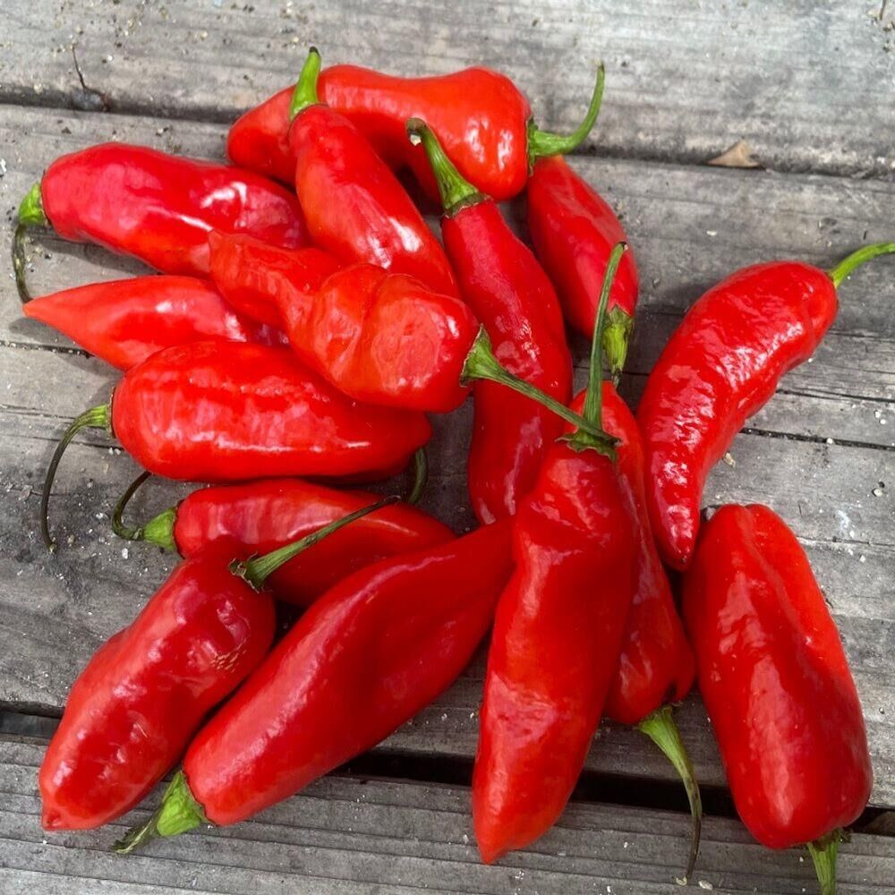 Doğal Red Trinidad Seasoning Biber Tohumu (15 adet)