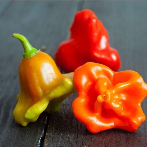 Doğal Bishops Crown Biber Tohumu (15 adet)