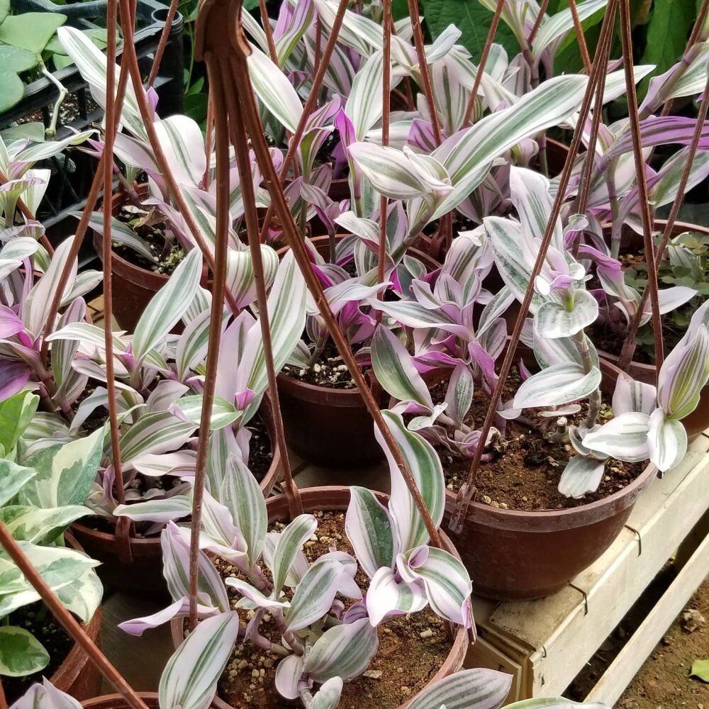 Alacalı Yapraklı Telgraf Çiçeği (Tradescantia Nanouk) Büyük Sarkaç Saksıda