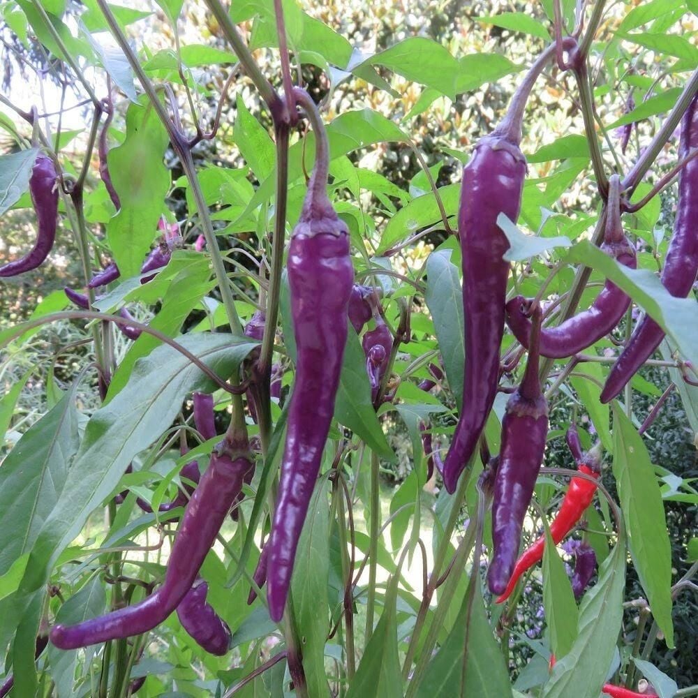 İnce Mor Acı Biber Tohumu(15 tohum)