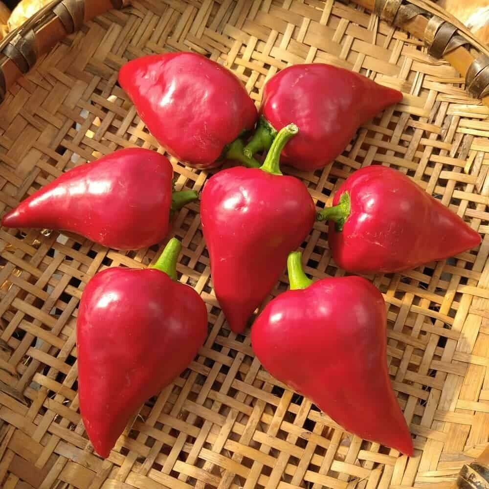 Kırmızı Lesya Biber Tohumu (15 tohum)