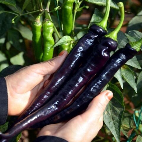 Tatlı Siyah Kapya Biber Tohumu (15 adet)