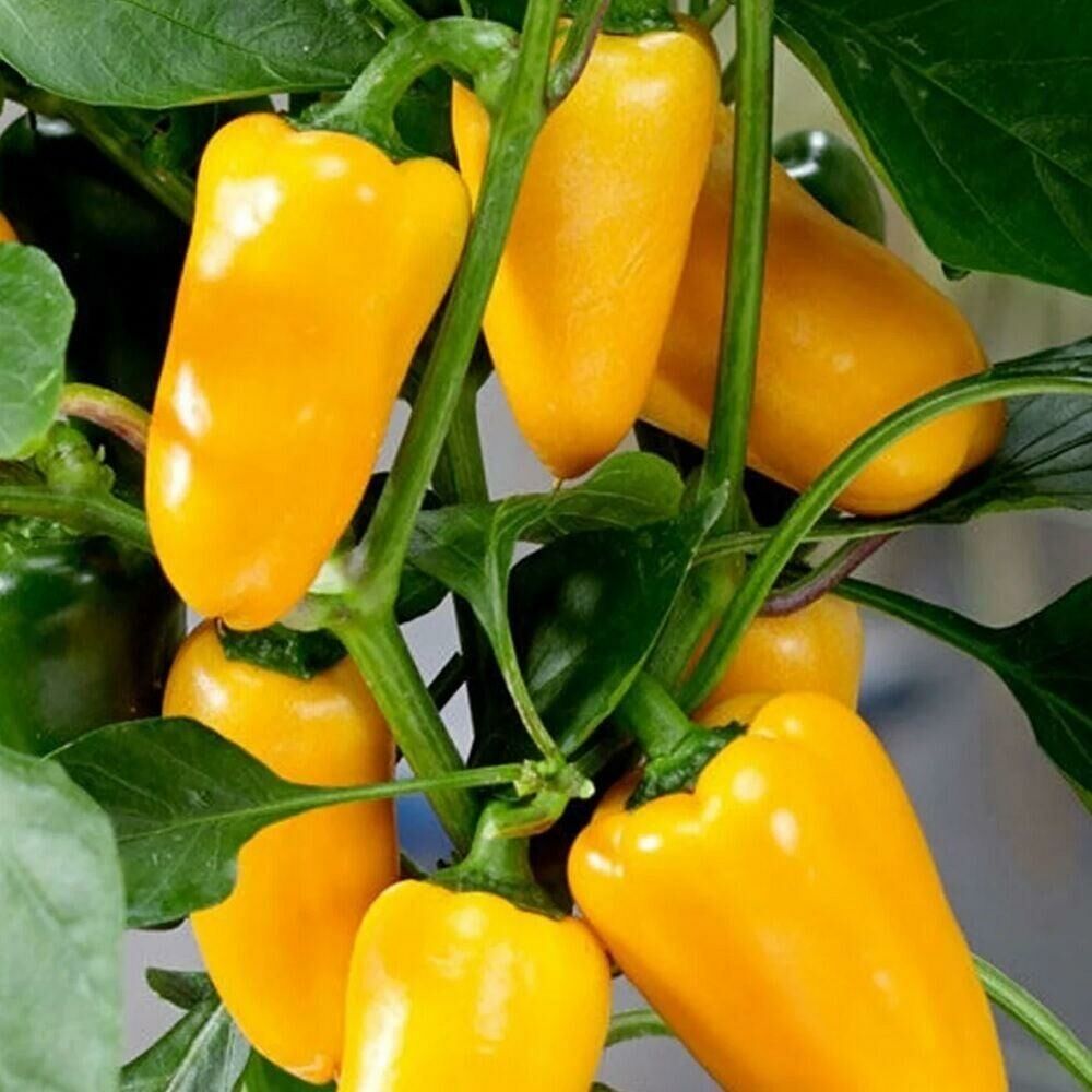 Jalepeno Yellow Turşuluk Biber Tohumu(15 tohum)