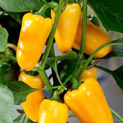 Jalepeno Yellow Turşuluk Biber Tohumu(15 tohum)