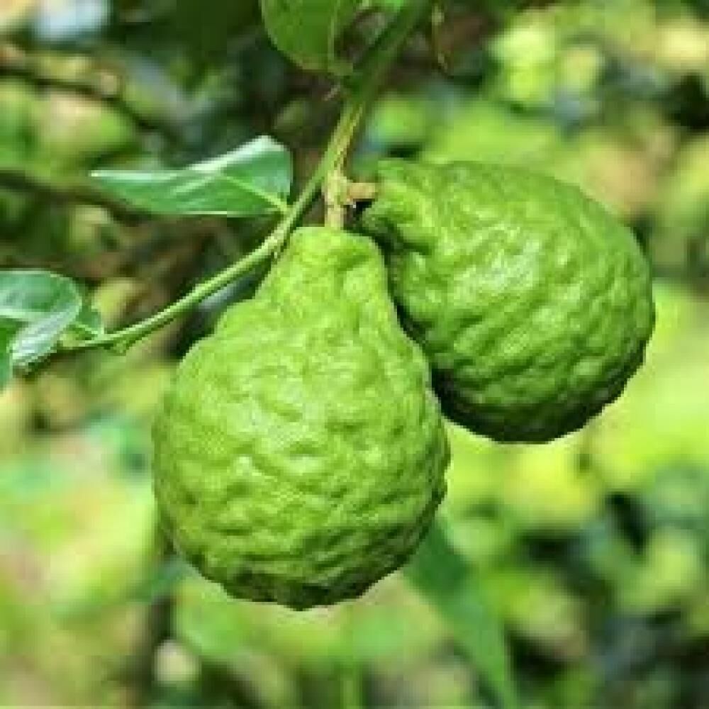 4 Yaş Aşılı Bergamot Fidan, Torbada