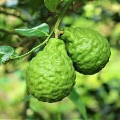 4 Yaş Aşılı Bergamot Fidan, Torbada