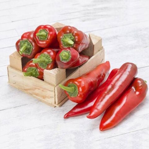 Burkap Yağlık Tombul Kapya Biber Tohumu (20 Tohum)