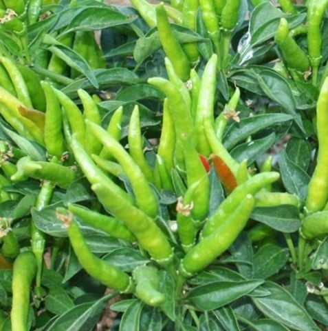 Beşparmak Acı Yediveren Süs Biberi Tohumu (20 tohum)