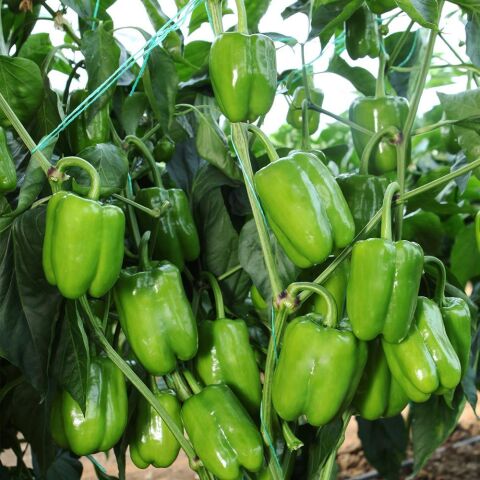 Doğal Kandil Dolmalık Biber Tohumu (20 tohum)