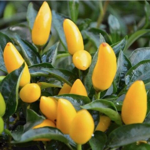 Doğal Acı Sarı Süs Biber Tohumu (100 tohum)