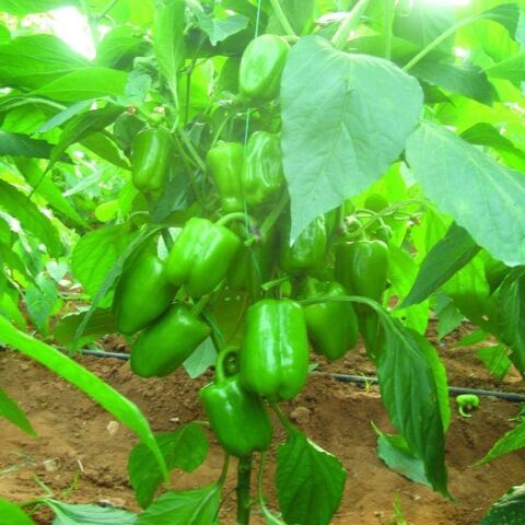 Dik Dolmalık Biber Tohumu (20 Tohum)