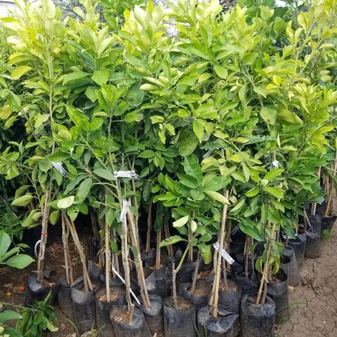 5 Yaş Aşılı Pomela Şadok Fidanı, Tüplü