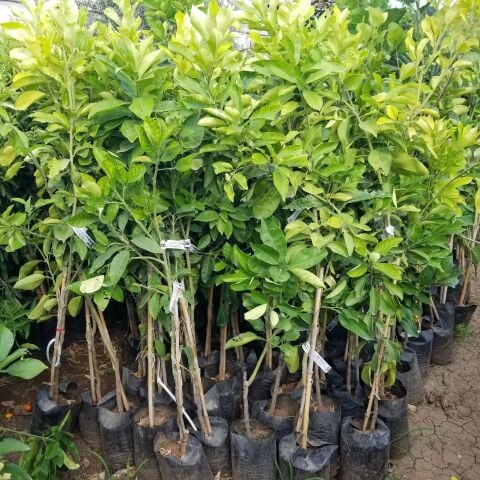 5 Yaş Aşılı Pomela Şadok Fidanı, Tüplü