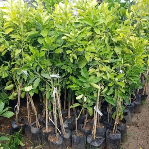 5 Yaş Aşılı Pomela Şadok Fidanı, Tüplü