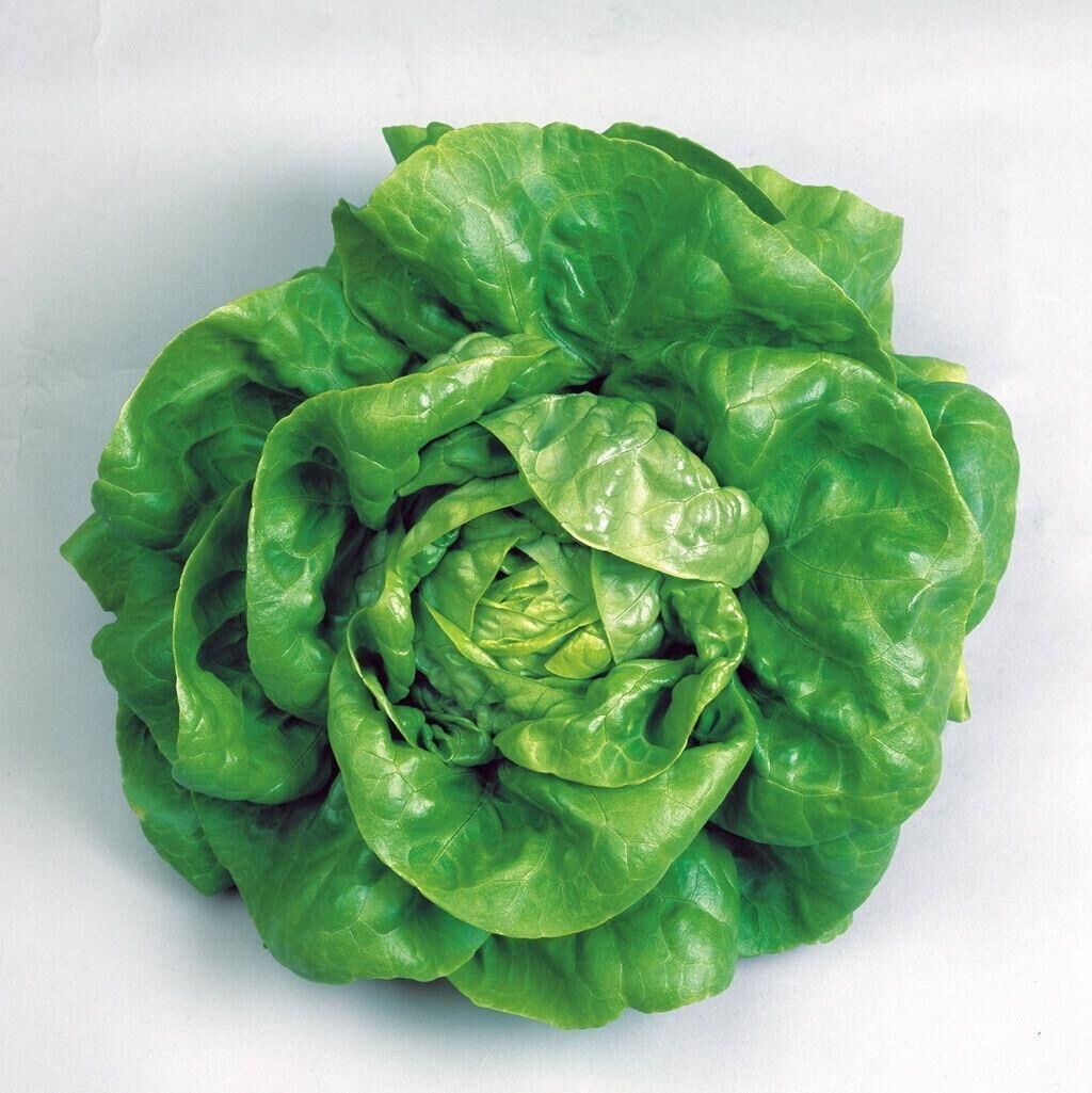 İri Kıvırcık Kışlık Marul Tohumu (1 gram)