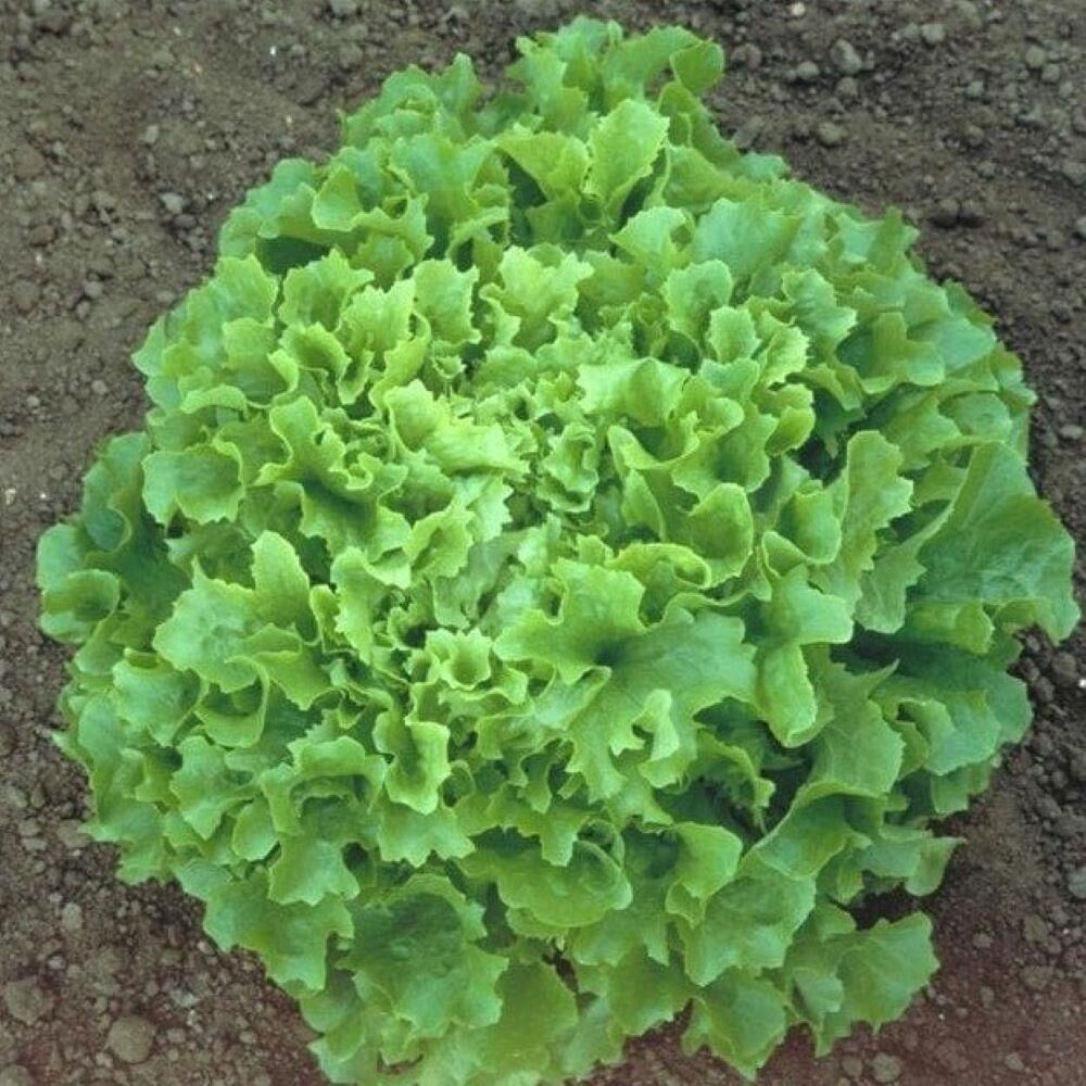 Doğal Waldman's Green Marul Tohumu (100 tohum)