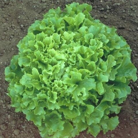 Doğal Waldman's Green Marul Tohumu (100 tohum)