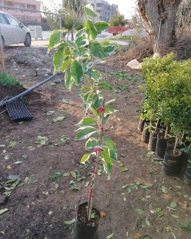 4 Yaş Aşılı Tropikal Pembe Alacalı Limon Fidanı, Torbada