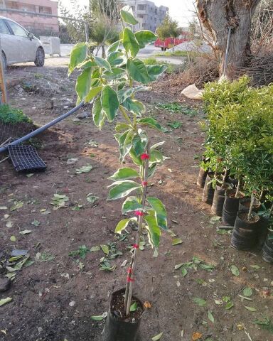 4 Yaş Aşılı Tropikal Pembe Alacalı Limon Fidanı, Torbada
