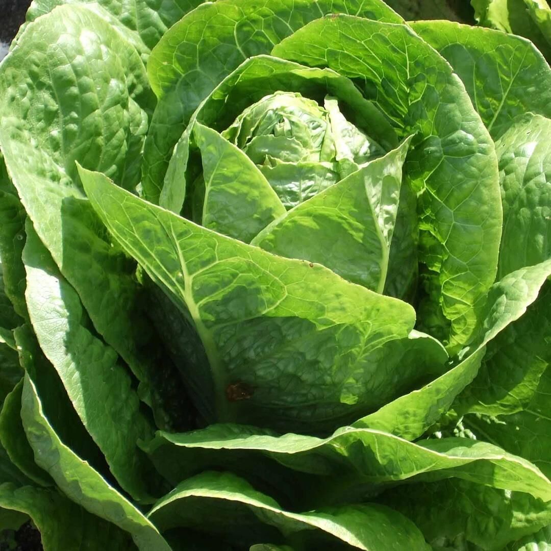 Yedikule 5701 Marul Tohumu (1 gram)