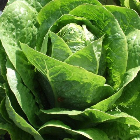 Yedikule 5701 Marul Tohumu (1 gram)