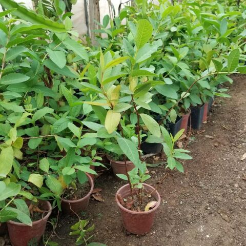 3 Yaş Aşılı Hass Avakado Fidanı, Torbada