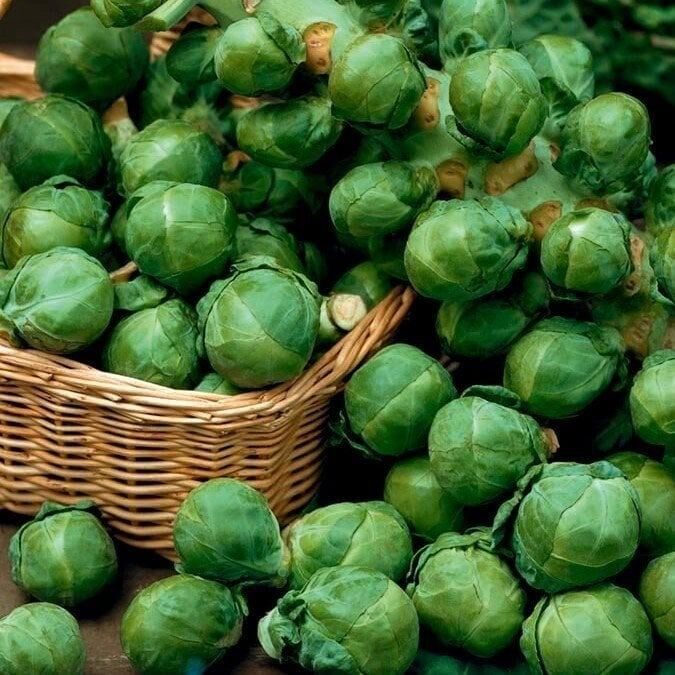 Doğal Long Island Improved Brüksel Lahanası Tohumu(50 tohum)
