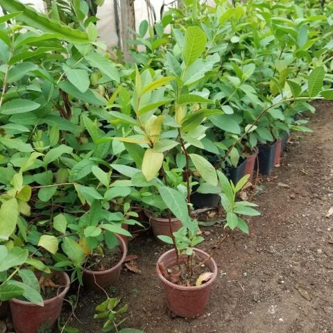 3 Yaş Aşılı Bacon Avakado Fidanı, Torbada