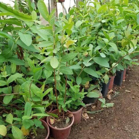 3 Yaş Aşılı Zutano Avakado Fidanı, Torbada