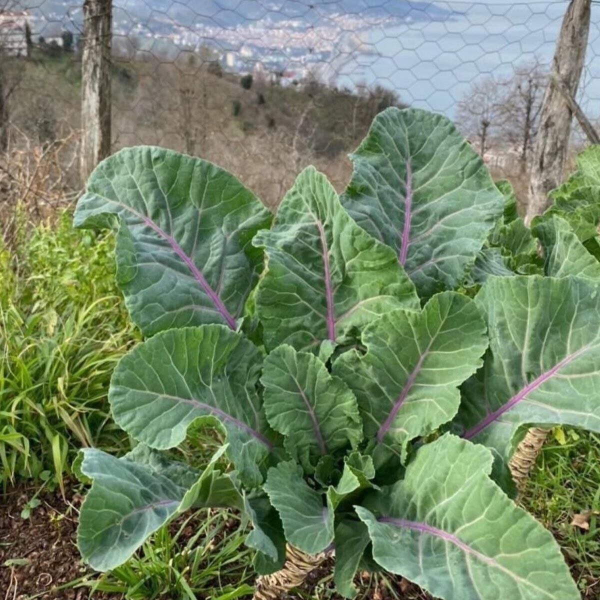 Doğal Kara Lahana (Karadeniz) Tohumu (2 gram)