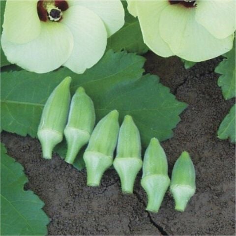 Kısa Saplı Japon Bamyası Tohumu (25 gram)