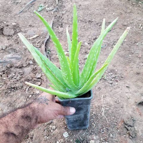 Tüketilebilir Aloevera, Küçük Boy, Torbada