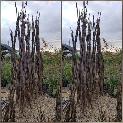 4 Yaş Aşılı Chandler Bodur Ceviz Fidanı, Torbada