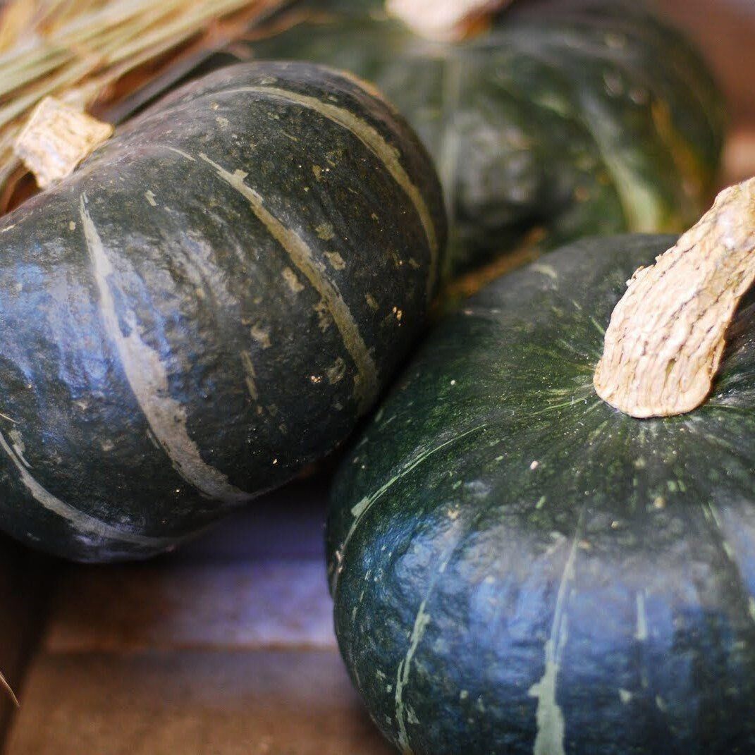 Doğal Elagance Siyah Kışlık Kabak Tohumu (10 tohum)