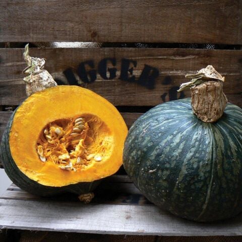 Doğal Kışlık Hubbard Anna Swartz Kabak Tohumu(10 tohum)