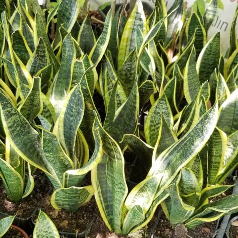 Büyük Boy Peygamber Kılıcı Sansevieria Trifasciata, Saksıda