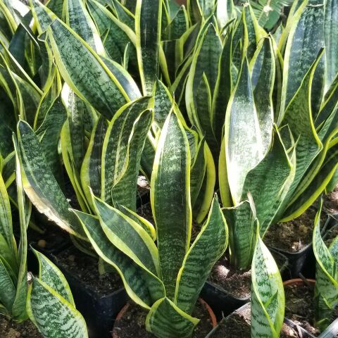 Büyük Boy Peygamber Kılıcı Sansevieria Trifasciata, Saksıda