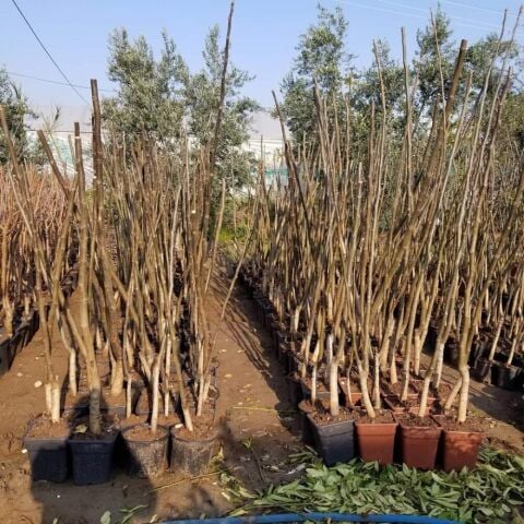 4 Yaş Aşılı Chandler Amerikan Cevizi, Saksıda