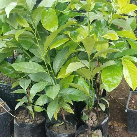 Black Sapote Çikolata Meyvesi Fidanı, Torbada