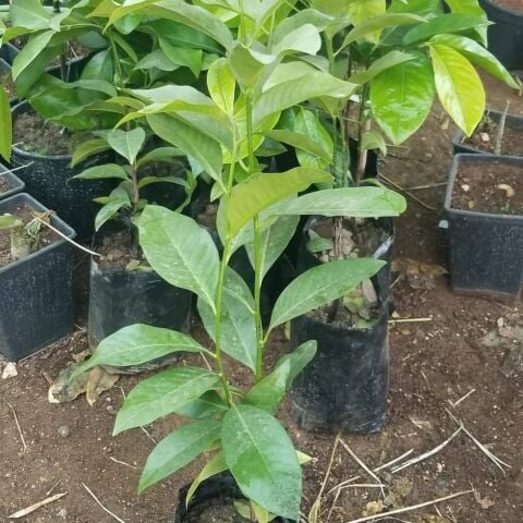 Black Sapote Çikolata Meyvesi Fidanı, Torbada